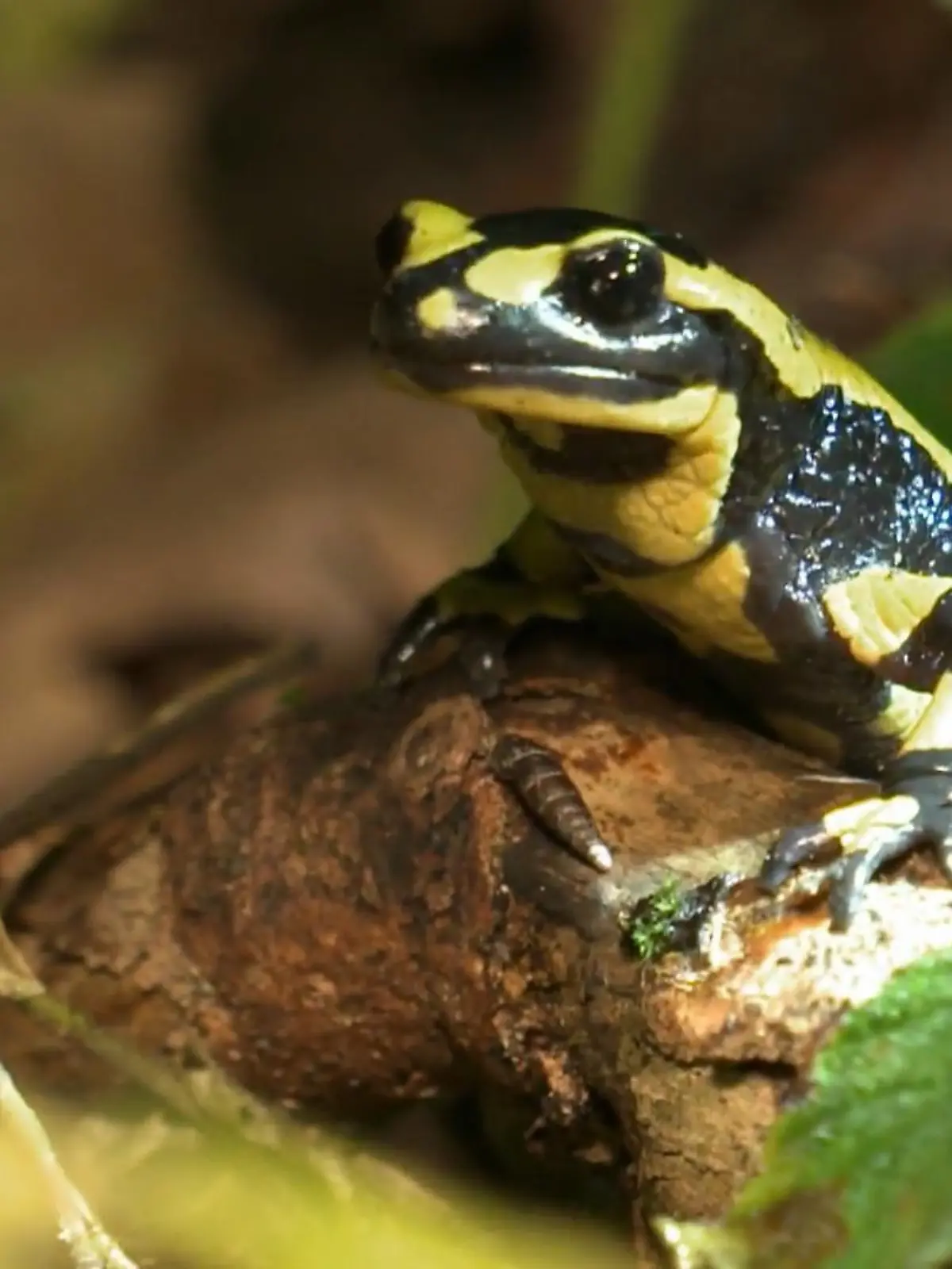 Bild zu: "Kate zeigt, wie außergewöhnlich Feuersalamander sind"