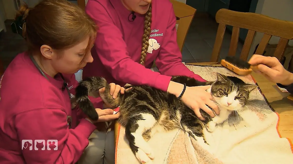 Kater in not – wie schlimm ist es? Einsatz bei Kater Finn