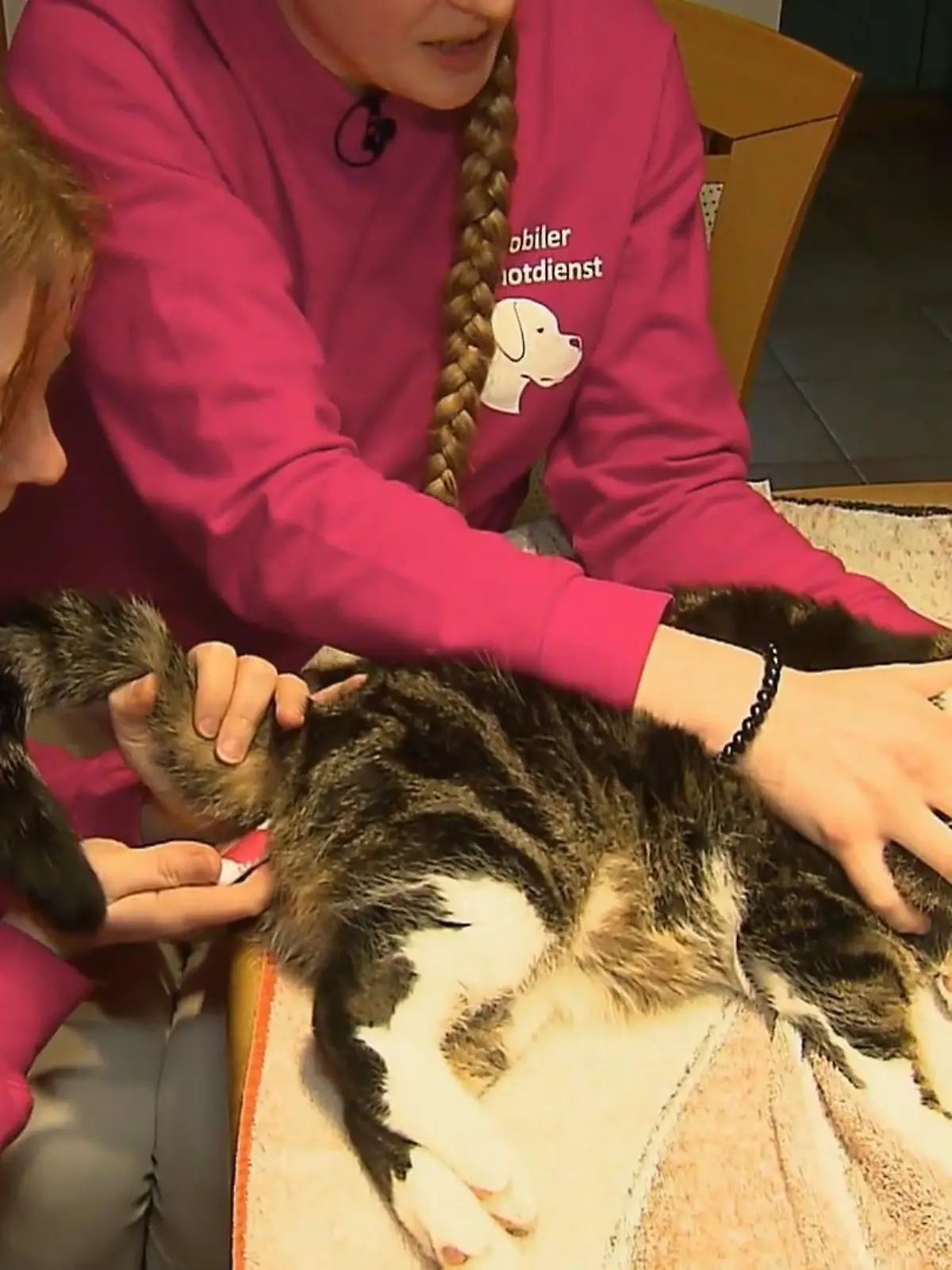 Bild zu: "Kater in not – wie schlimm ist es?"