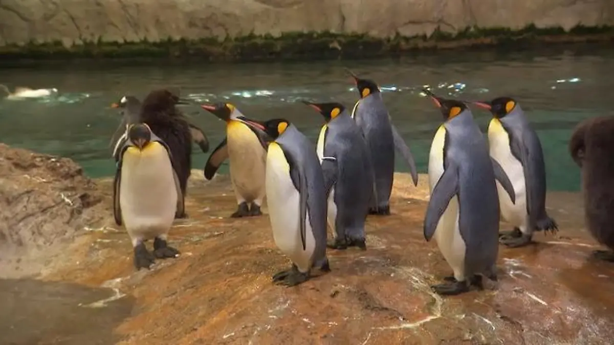 Zu Besuch bei Pinguinen in Wuppertal Tiere vom Aussterben bedroht