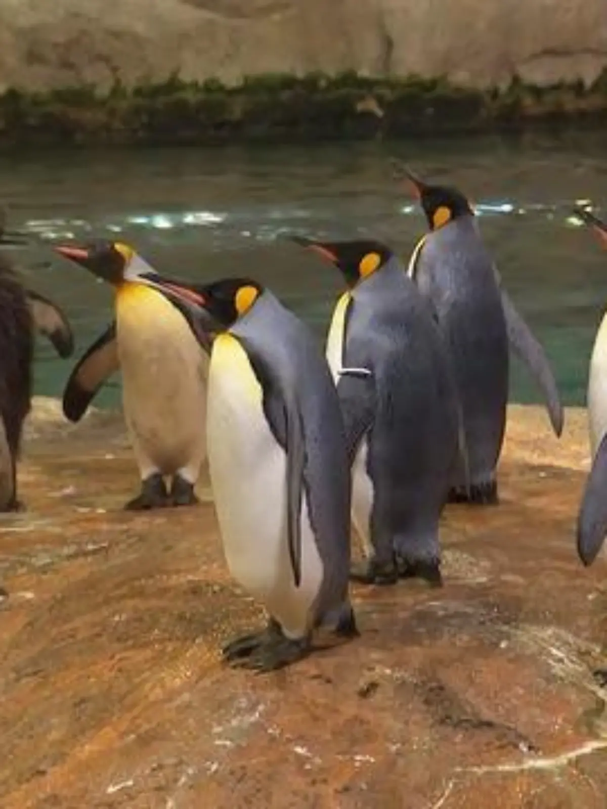 Bild zu: "Zu Besuch bei Pinguinen in Wuppertal"