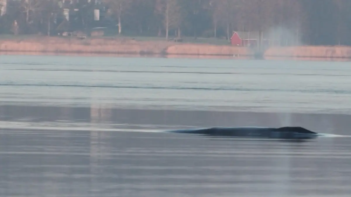 Sensation in Flensburg! Plötzlich schwimmt hier ein Finnwal Seltener Besucher in der Ostsee