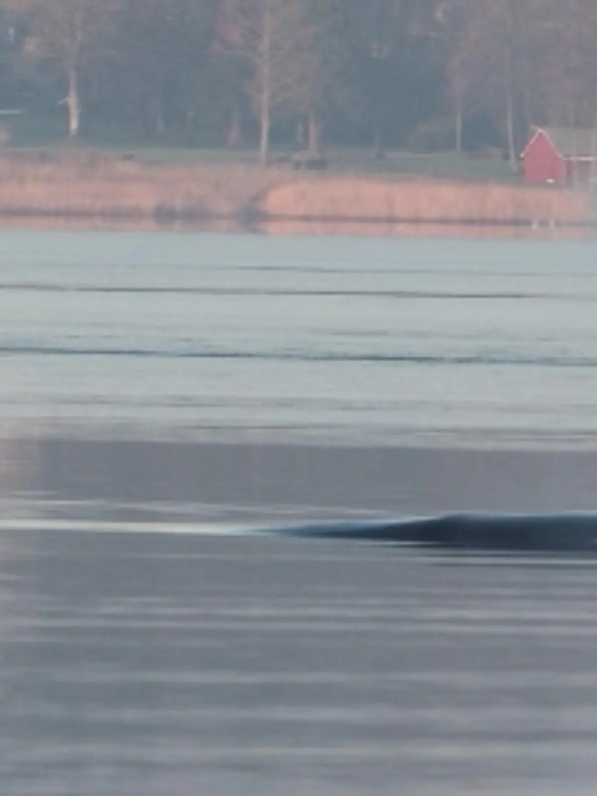 Bild zu: "Sensation in Flensburg! Plötzlich schwimmt hier ein Finnwal"