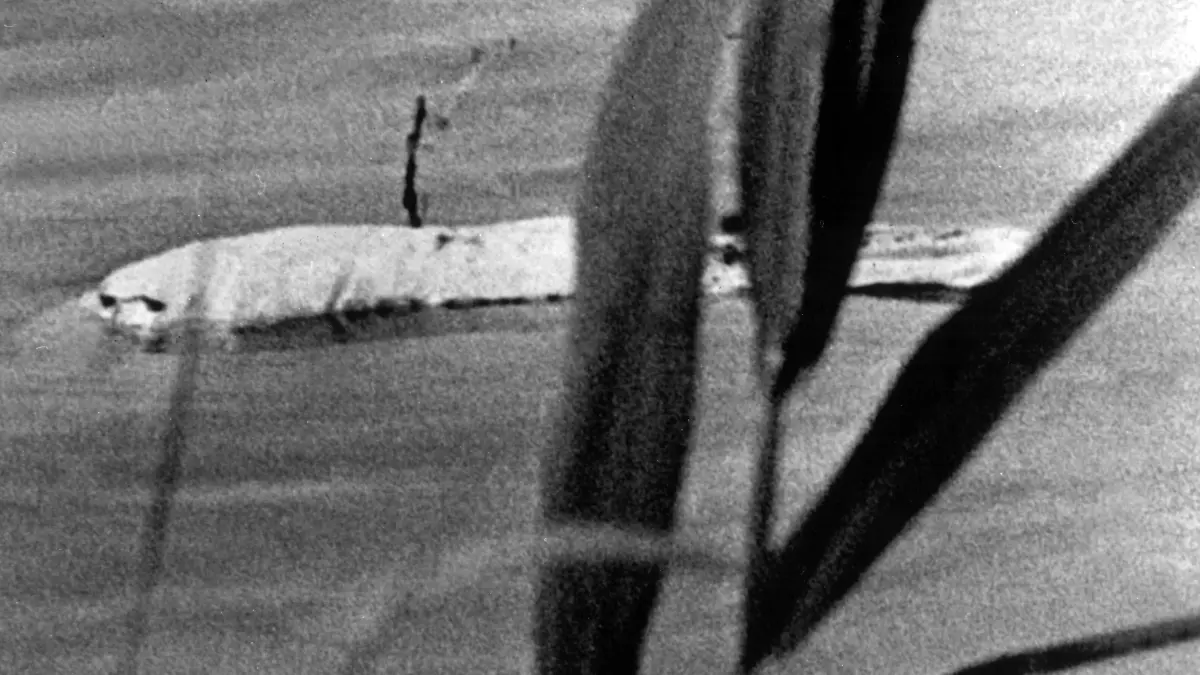 „Moby Dick”, der weiße Beluga-Wal, der 1966 bis Bonn den Rhein hinunter schwamm auf einem Foto des niederländischen Anglers Jan Stappenbolt vom Ufer des Ijsselmeeres.