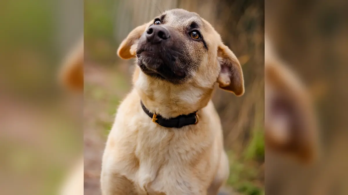 Kangal-Mix „Gangstar” sucht ein neues Zuhause