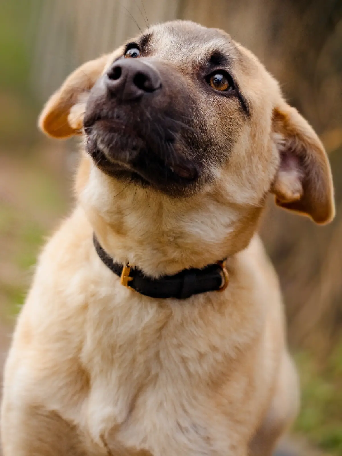 Bild zu: "Polizei ruft Hilfe – doch gefährlicher Hund ist nur ein verängstigter Welpe "