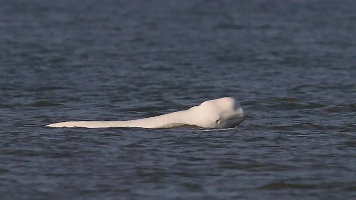 HANDOUT - 17.01.2026, Niederlande, Callantsoog: Dieses von der Stiftung SOS-Dolfijn zur Verfügung gestellte Foto zeigt einen weißen Belugawal (Delphinapterus leucas) in der Nordsee vor der nordholländischen Küste. Foto: Jeroen Hoekendijk/Stiftung SOS-Dolfijn/dpa - ACHTUNG: Nur zur redaktionellen Verwendung im Zusammenhang mit der aktuellen Berichterstattung und nur mit vollständiger Nennung des vorstehenden Credits +++ dpa-Bildfunk +++