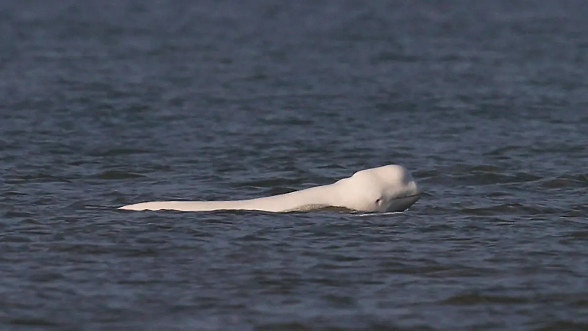 HANDOUT - 17.01.2026, Niederlande, Callantsoog: Dieses von der Stiftung SOS-Dolfijn zur Verfügung gestellte Foto zeigt einen weißen Belugawal (Delphinapterus leucas) in der Nordsee vor der nordholländischen Küste. Foto: Jeroen Hoekendijk/Stiftung SOS-Dolfijn/dpa - ACHTUNG: Nur zur redaktionellen Verwendung im Zusammenhang mit der aktuellen Berichterstattung und nur mit vollständiger Nennung des vorstehenden Credits +++ dpa-Bildfunk +++