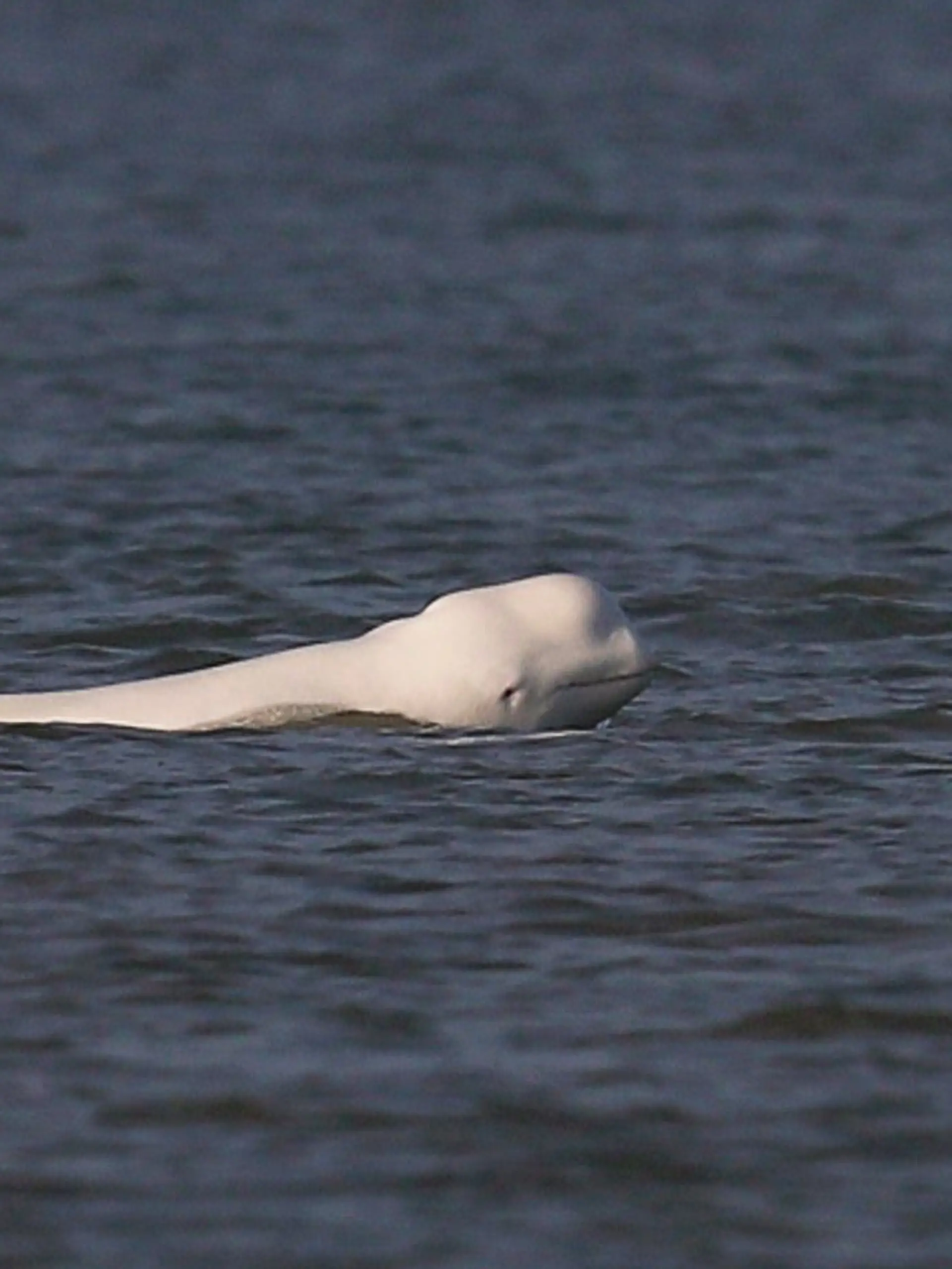 HANDOUT - 17.01.2026, Niederlande, Callantsoog: Dieses von der Stiftung SOS-Dolfijn zur Verfügung gestellte Foto zeigt einen weißen Belugawal (Delphinapterus leucas) in der Nordsee vor der nordholländischen Küste. Foto: Jeroen Hoekendijk/Stiftung SOS-Dolfijn/dpa - ACHTUNG: Nur zur redaktionellen Verwendung im Zusammenhang mit der aktuellen Berichterstattung und nur mit vollständiger Nennung des vorstehenden Credits +++ dpa-Bildfunk +++