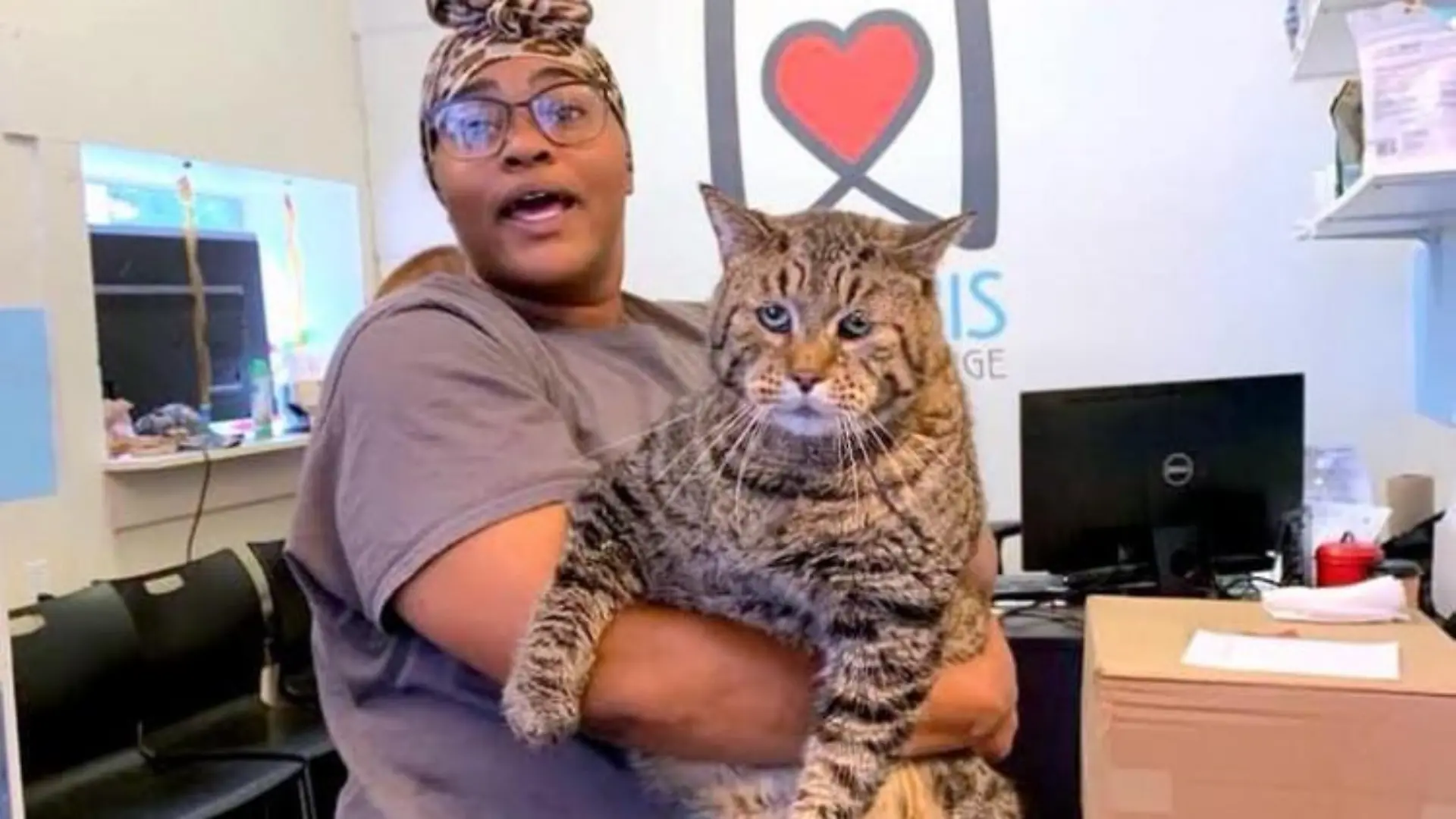 Kater "Mr.B" plötzlich auf der ganzen Welt bekannt