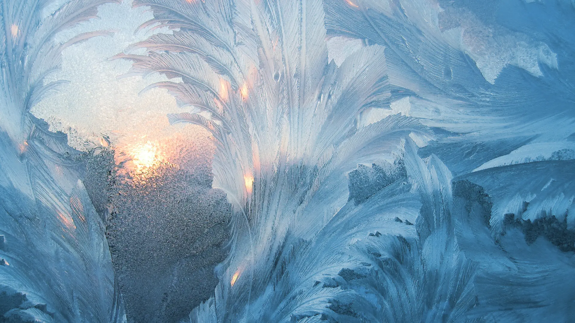 Eisblumen an einer Fensterscheibe