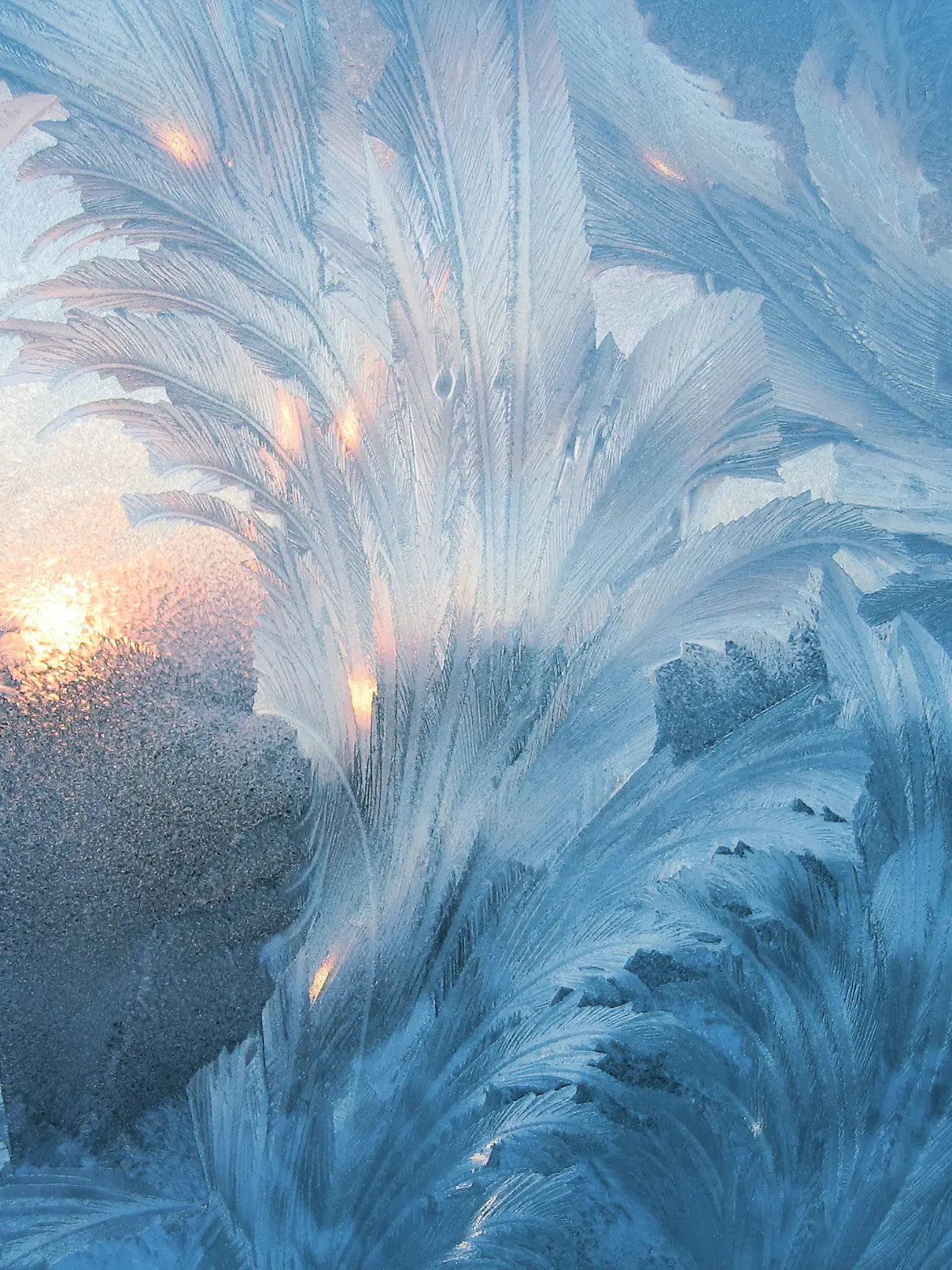 Eisblumen an einer Fensterscheibe