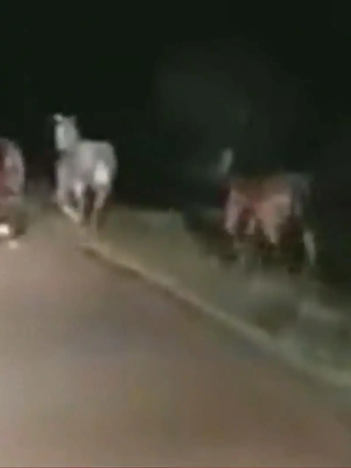 Bild zu: "Pferde galoppieren über Autobahn"