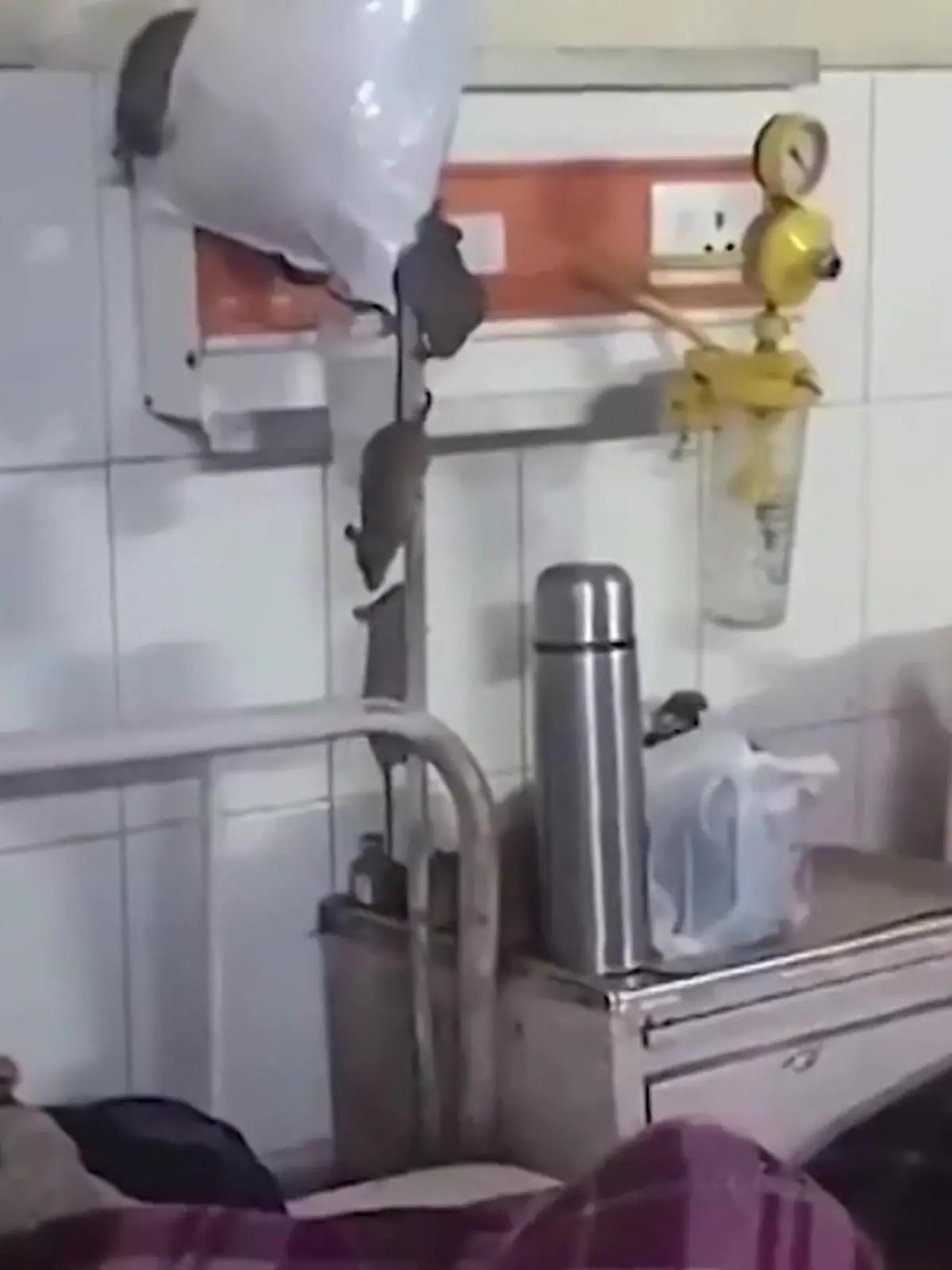 Bild zu: "Rattenplage im Krankenhaus – sie beißen sogar Patienten!"