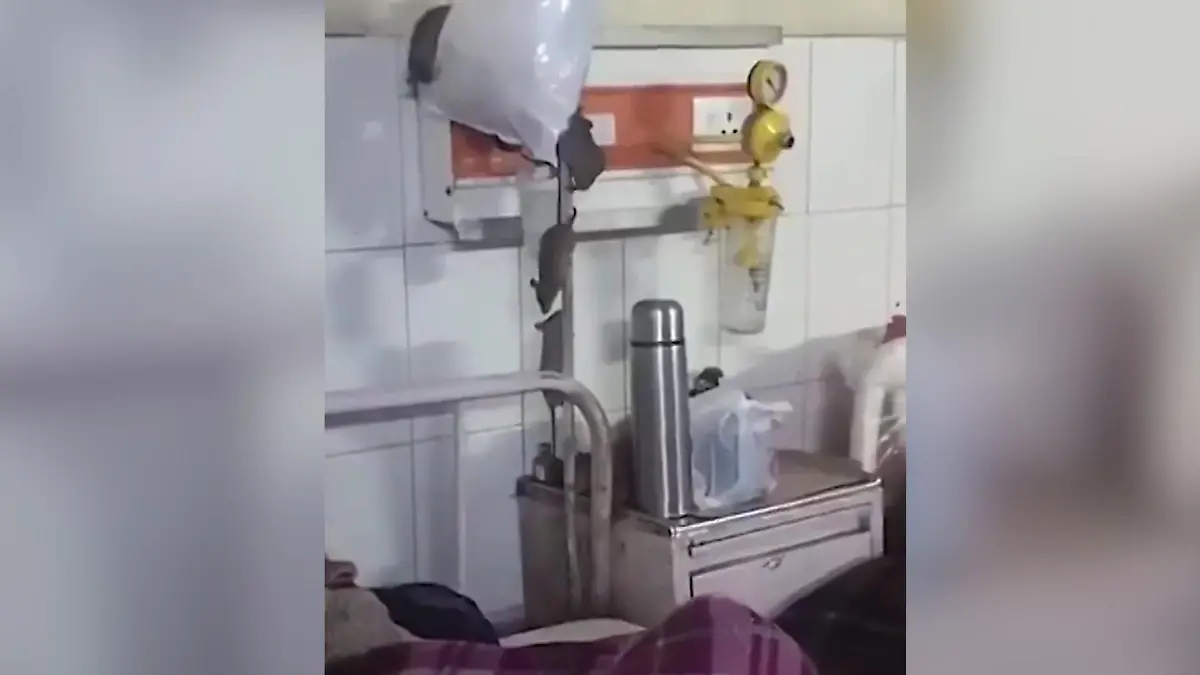 Rattenplage im Krankenhaus – sie beißen sogar Patienten! Nager verbreiten Angst und Schrecken