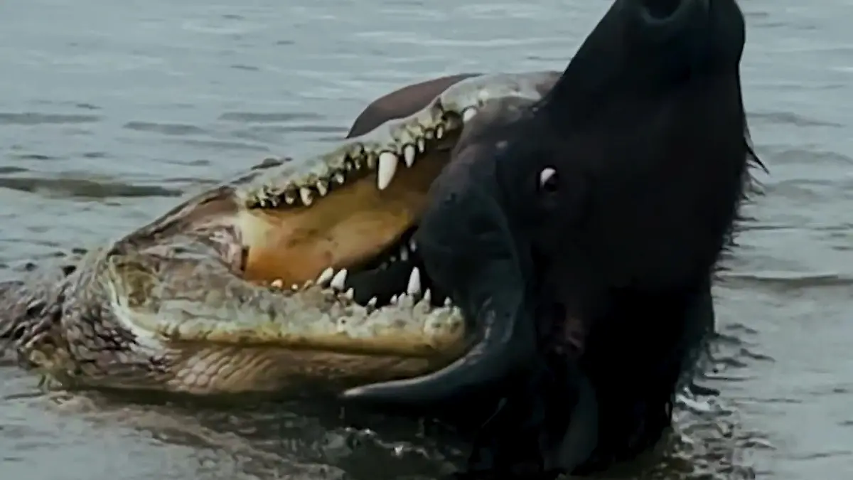 Kampf der Giganten! Krokodil und Büffel ringen um Leben und Tod Direkt vor Safari-Guide