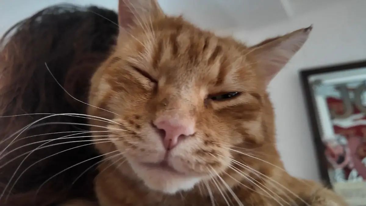 Kater Garfield miaut zu laut Ärger mit dem Amt