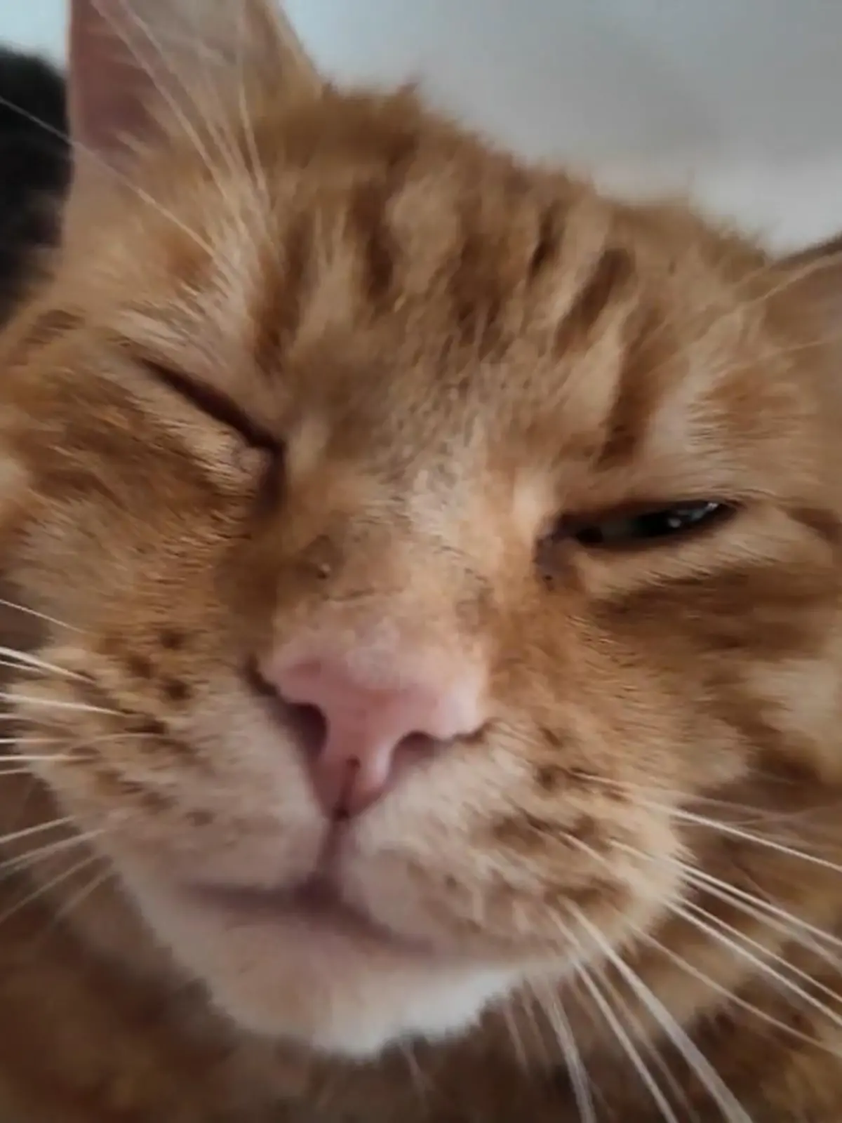 Bild zu: "Kater Garfield miaut zu laut"