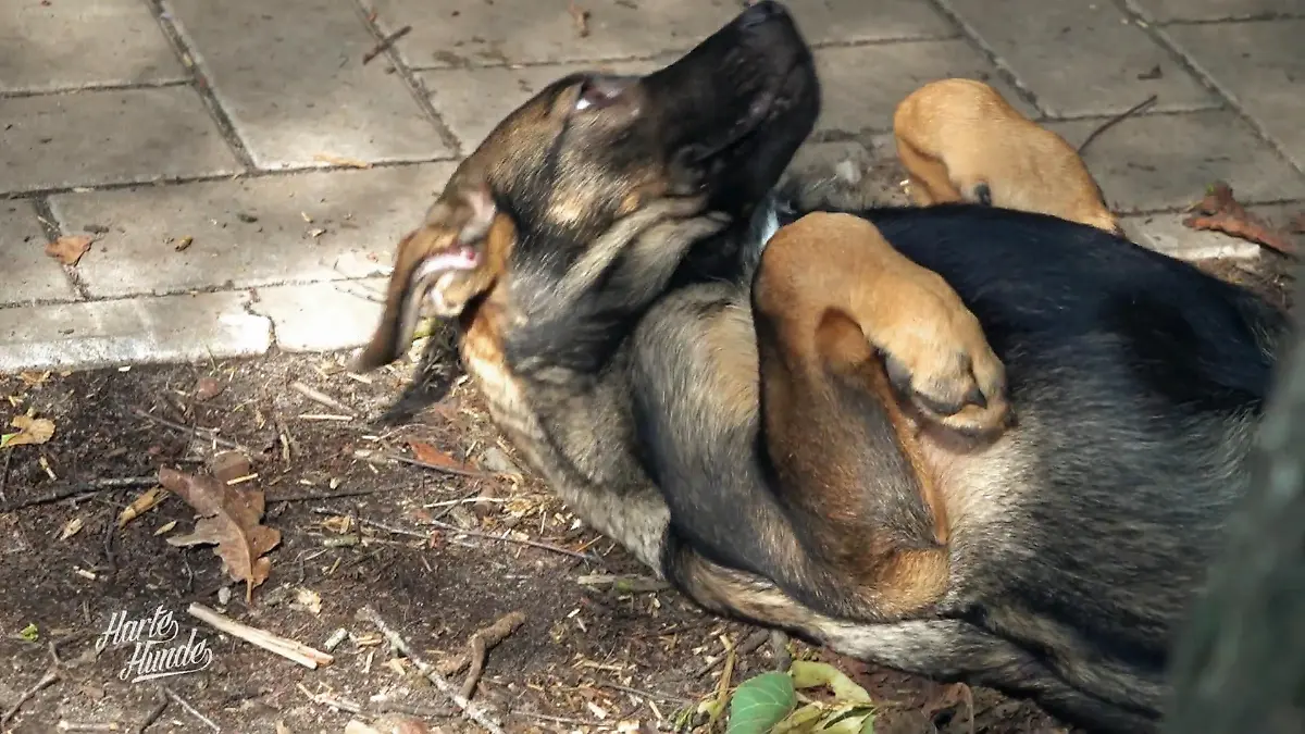 Neue Unterkünfte für Angsthunde Einsatz bei Free Dogs