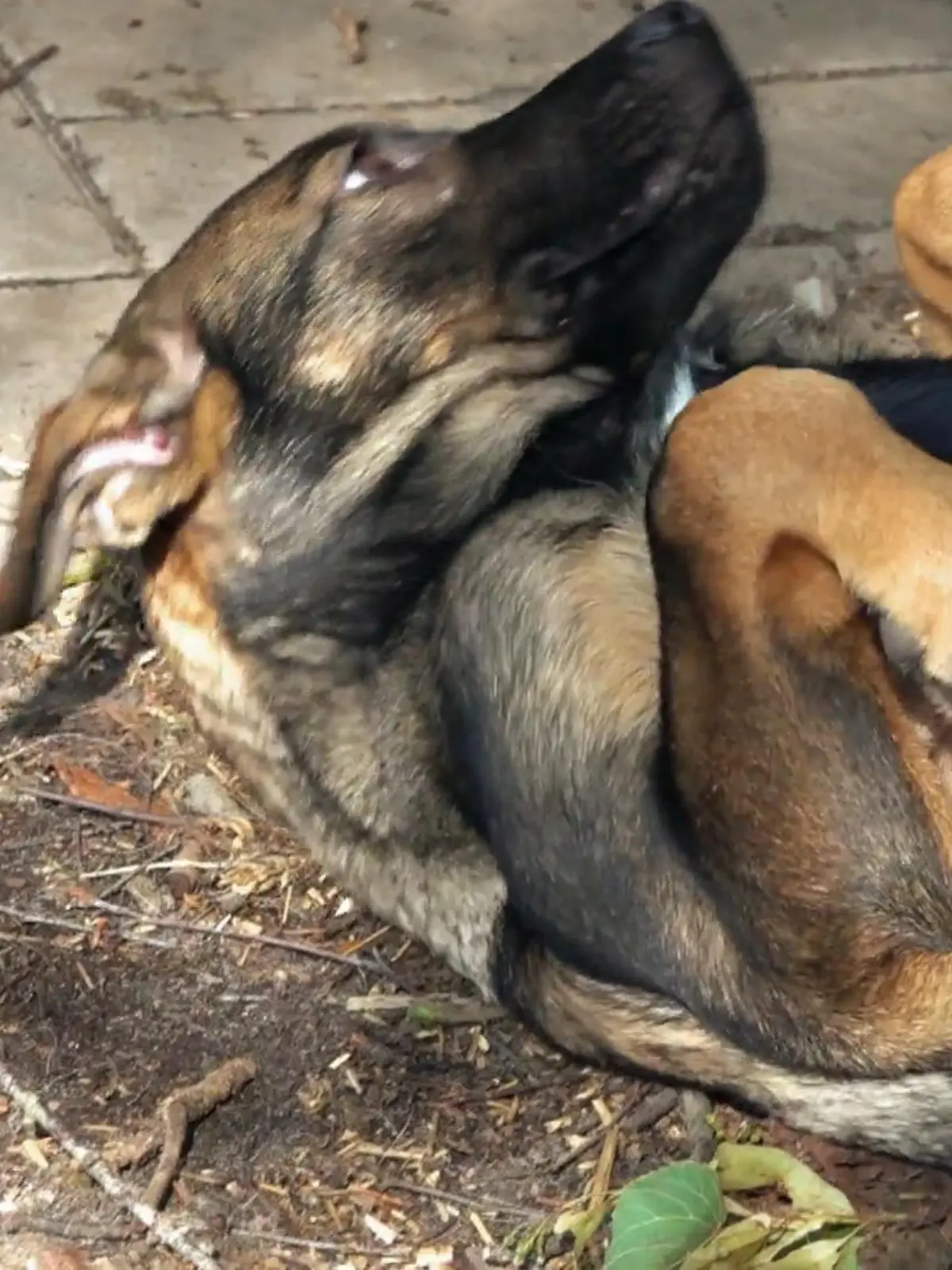 Bild zu: "Neue Unterkünfte für Angsthunde"