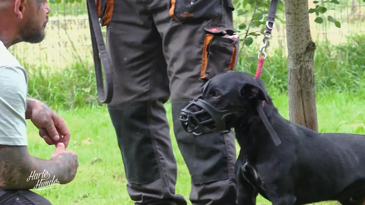 Steve trifft Ruffys Grenze Aggro-Alarm