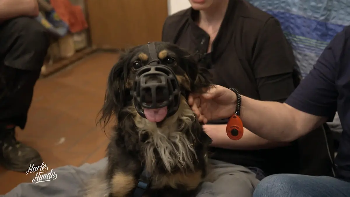 Alarmhund Michel muss ruhiger werden Michel soll runterkommen