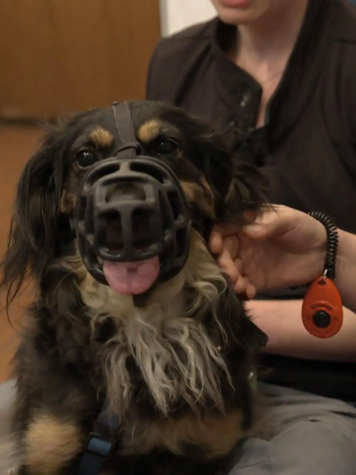 Bild zu: "Alarmhund Michel muss ruhiger werden"