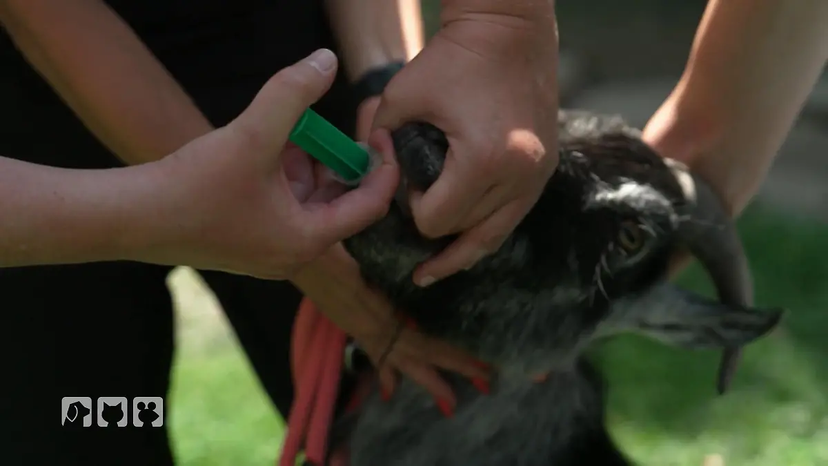 Ein neues Klettergerüst für die Meckerbande Großer Ziegentag bei Bea