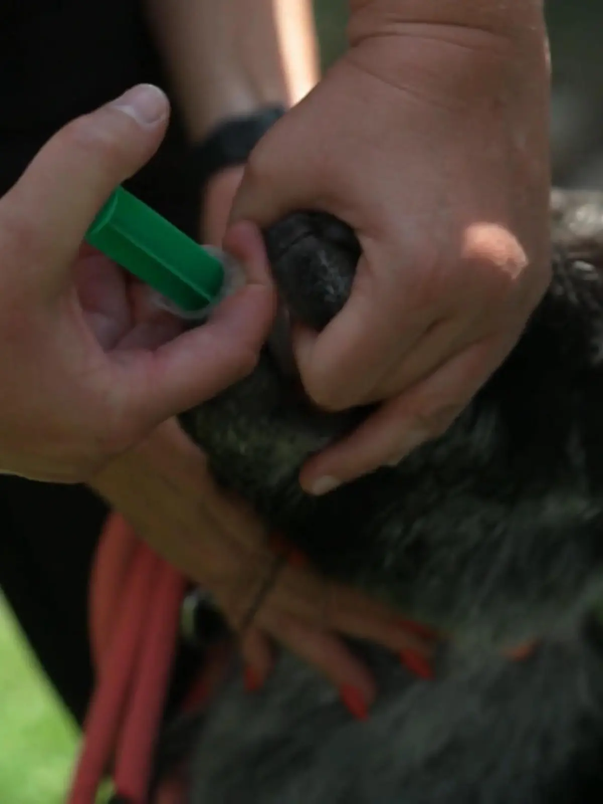 Bild zu: "Ein neues Klettergerüst für die Meckerbande"
