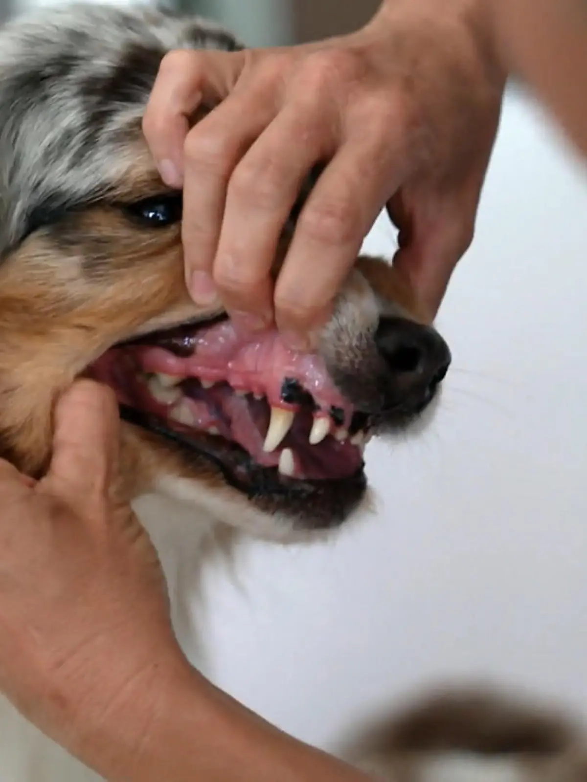 Bild zu: "Was steckt hinter den Hubbeln?"