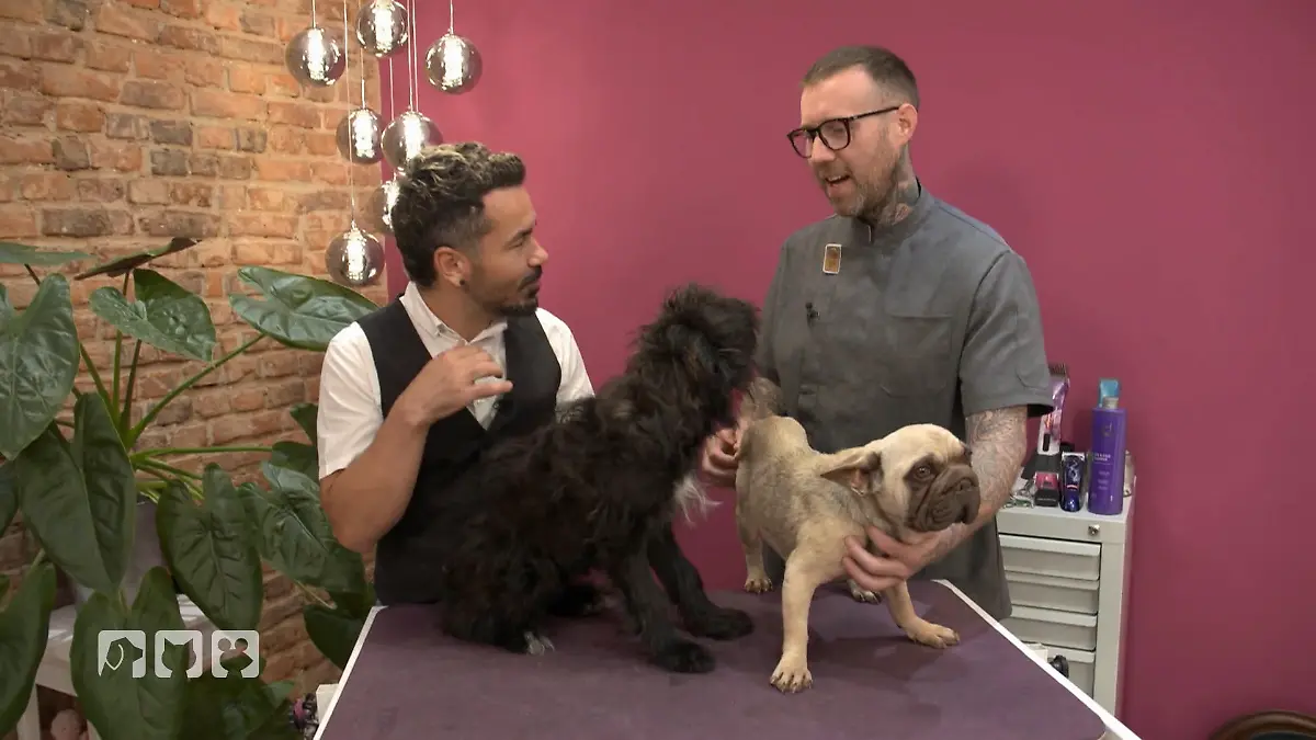 Zottel-Mattheo beim Grooming Terriermix im Beauty-Check