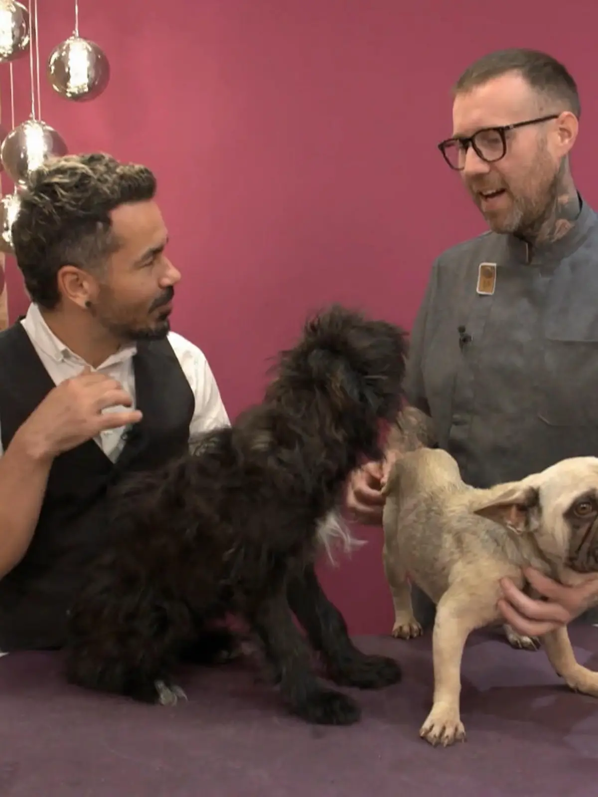 Bild zu: "Zottel-Mattheo beim Grooming"