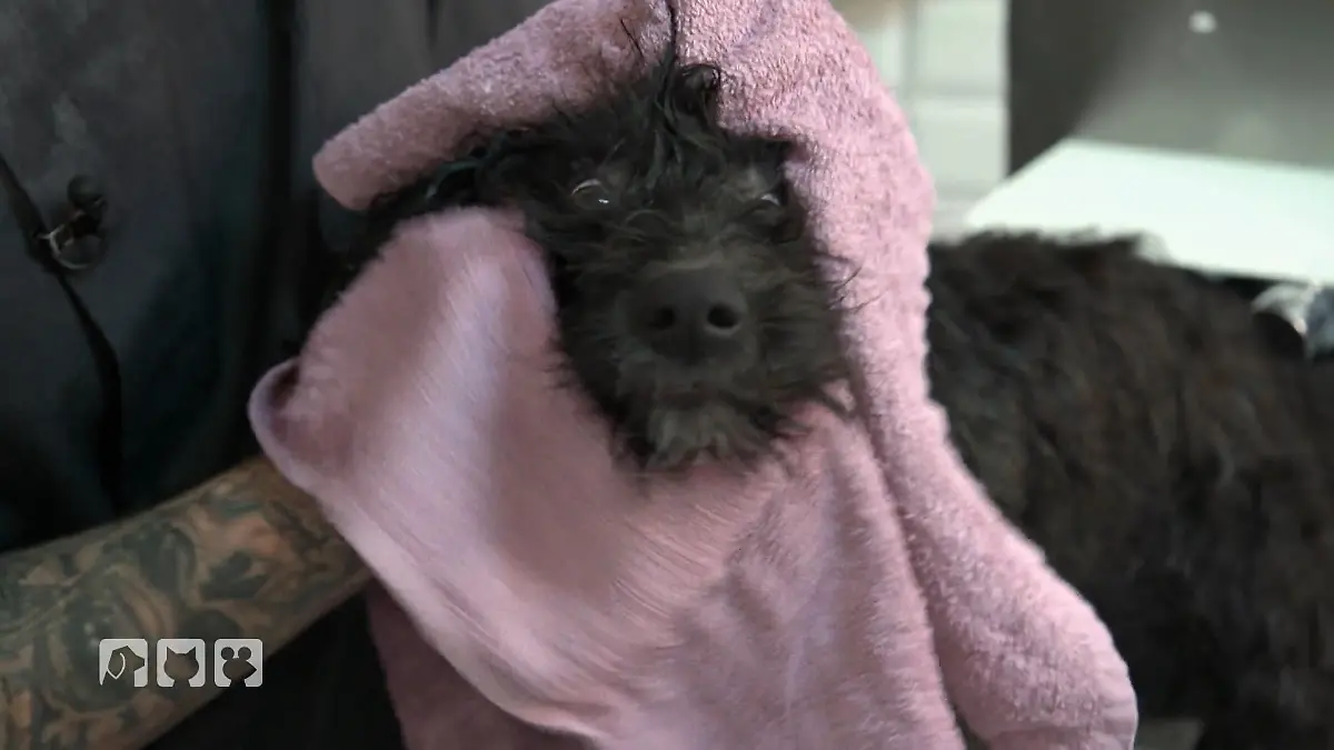 Föhnen und entfilzen mit Mattheo und Fridolin Grooming