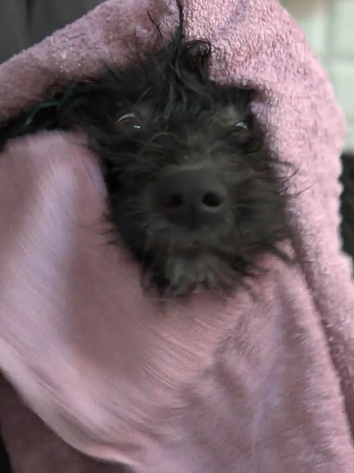 Bild zu: "Föhnen und entfilzen mit Mattheo und Fridolin"