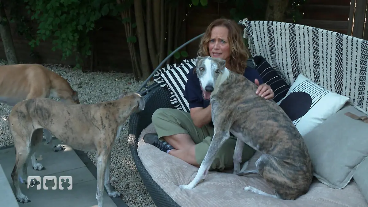 Warum Galgos Hilfe brauchen Galgos: Kampf ums Überleben