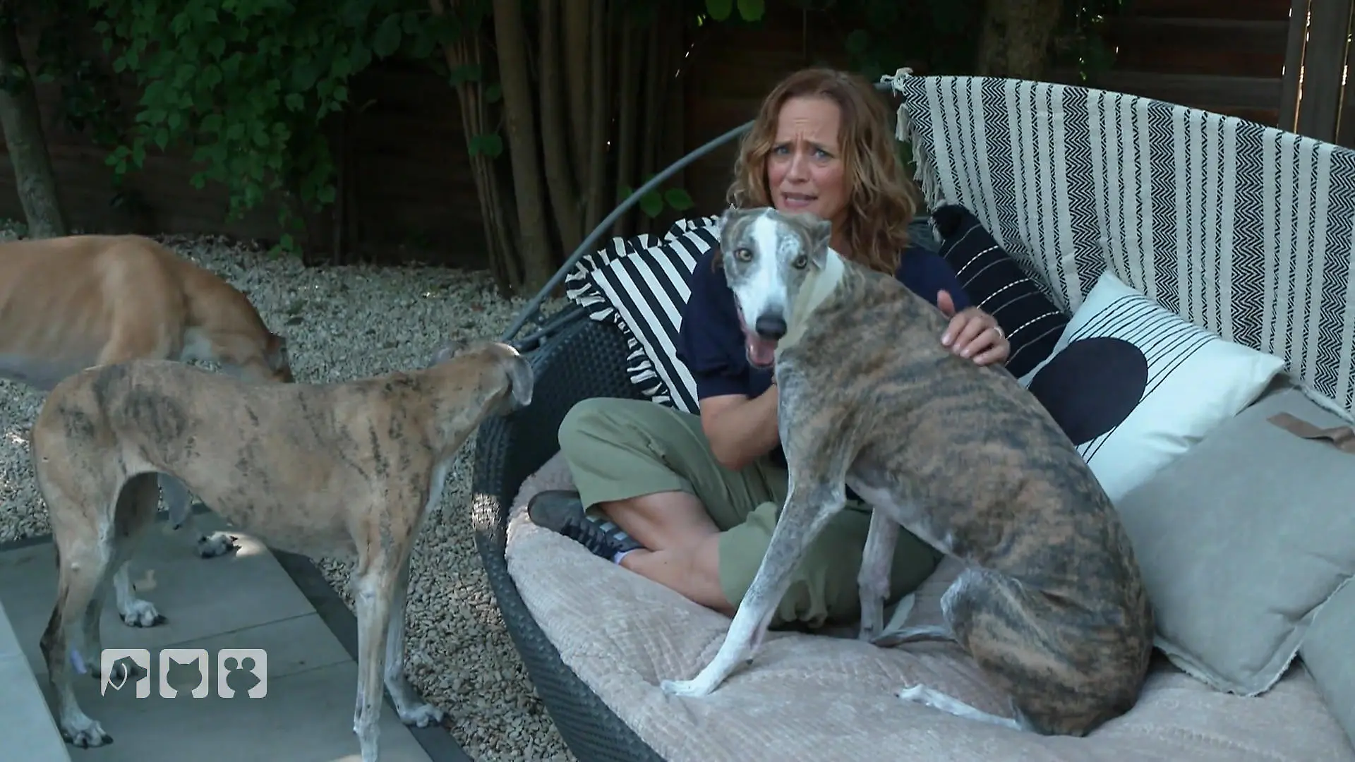 Warum Galgos Hilfe brauchen Galgos: Kampf ums Überleben