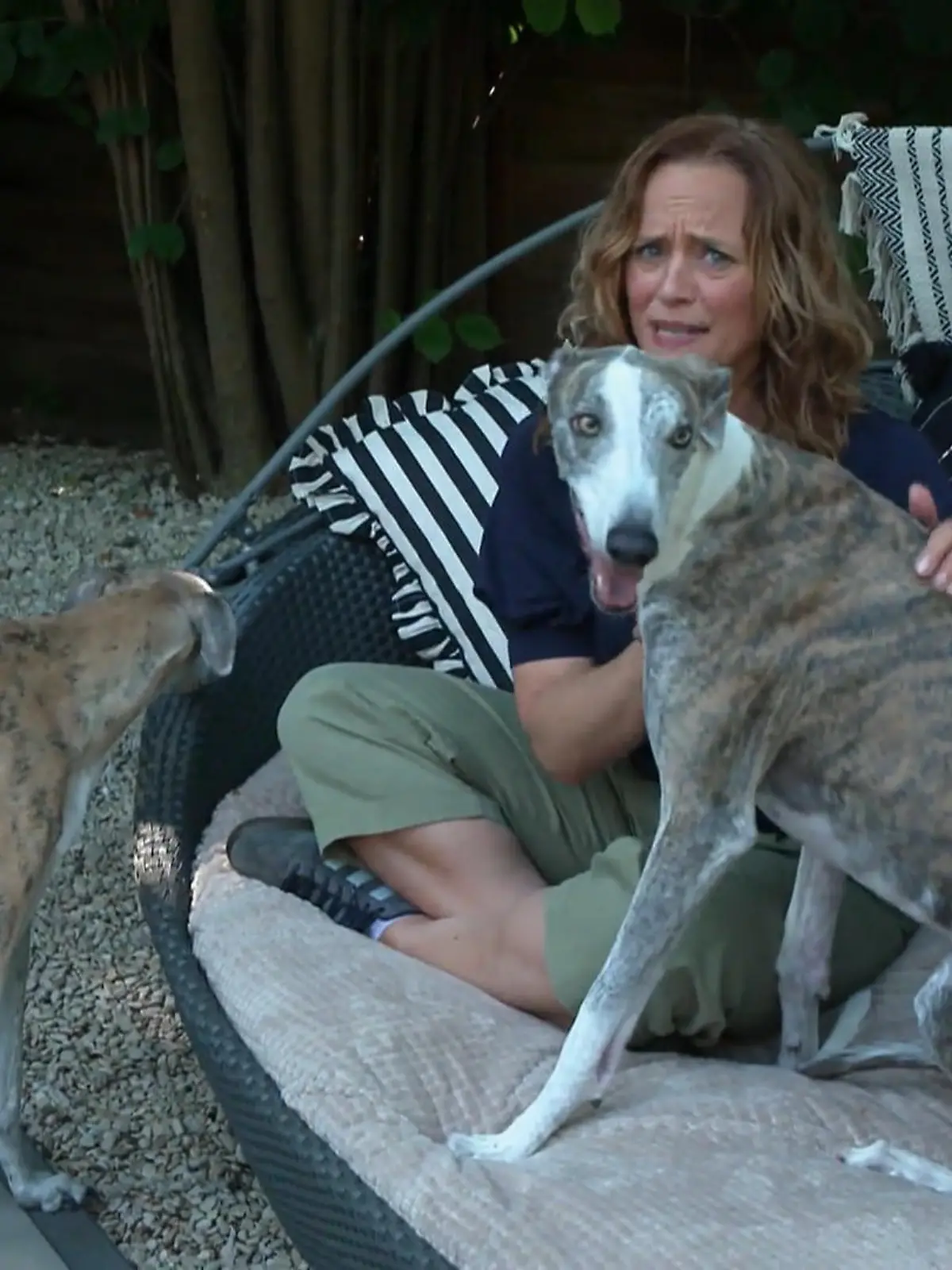 Bild zu: "Warum Galgos Hilfe brauchen"