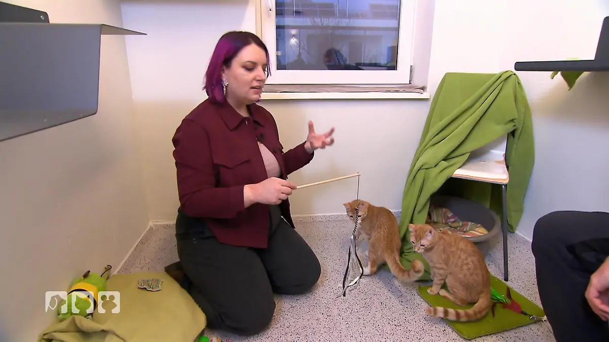 Coach Miriam macht die Katzen fit Katzenförderung