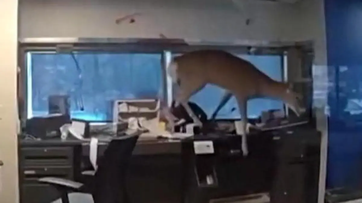 Wilder Banküberfall! Hirsch verwüstet Filiale – und kämpft mit der Polizei Einbrecher mit Geweih