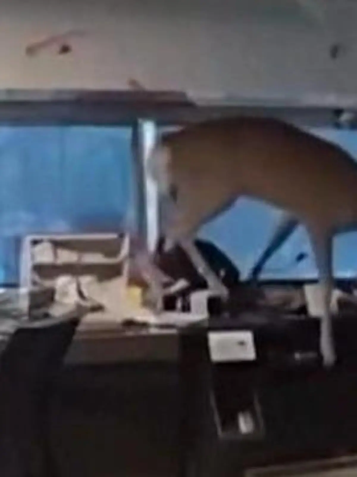 Bild zu: "Wilder Banküberfall! Hirsch verwüstet Filiale – und kämpft mit der Polizei"