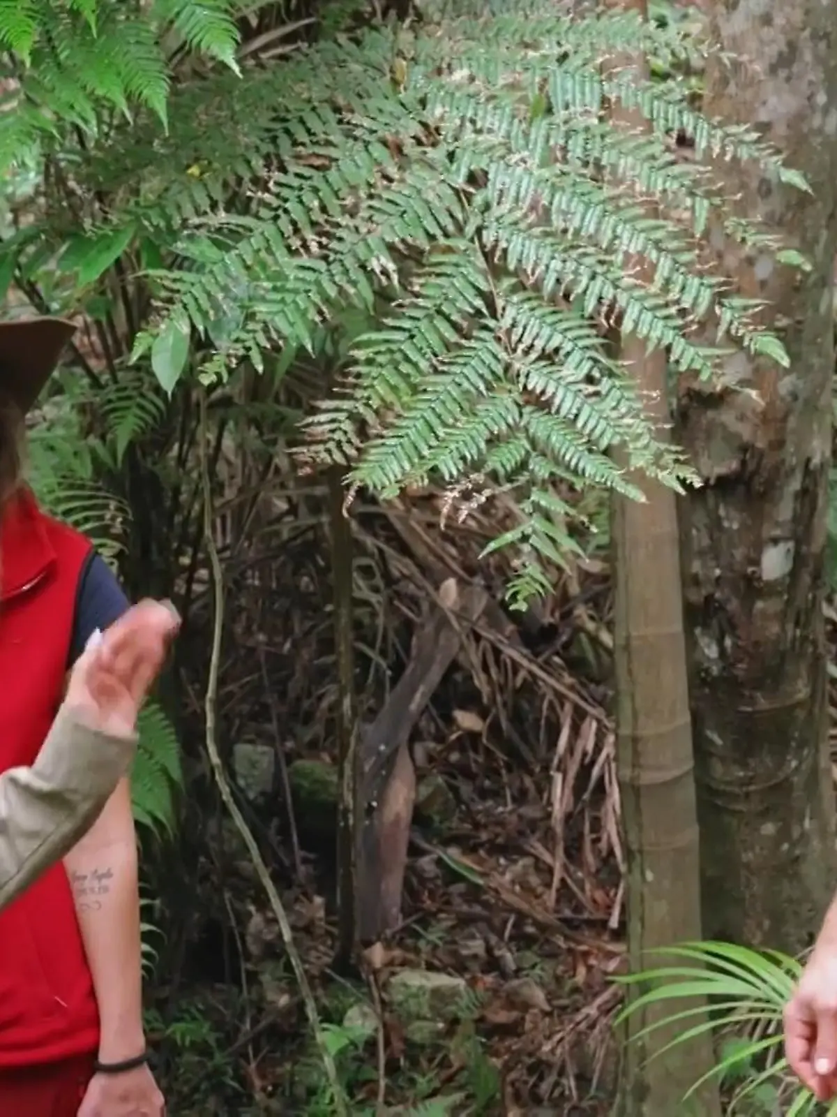 Bild zu: "Käfer-Zoff zwischen Dschungelcamp-Stars Ariel und Patrick eskaliert"