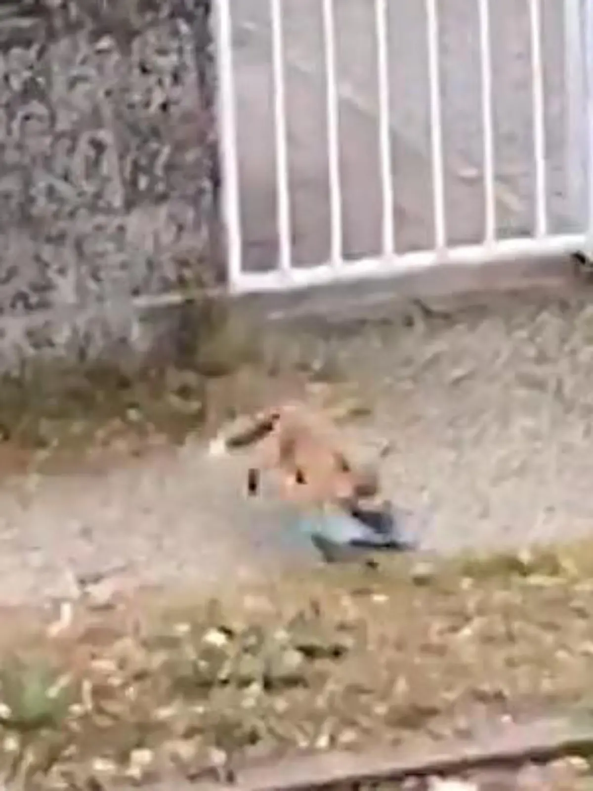 Bild zu: "Fuchs, du hast den Schuh gestohlen!"