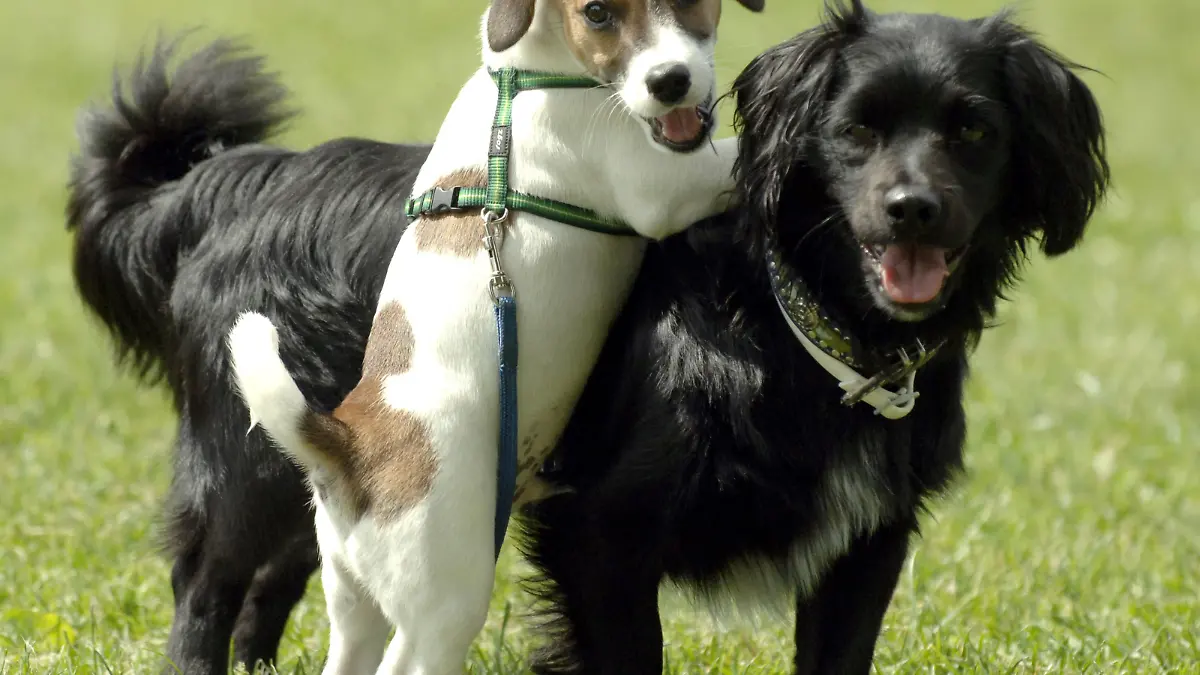 Der 10 Wochen alte Jack-Russel-Terrier "Jo" und der 11 Monate alte Mischling "Quincy" spielen am Mittwoch (22.06.2005) auf einer Hundewiese in Hamburg. Die Fraktionen der Hamburger Bürgerschaft haben sich auf einen gemeinsamen Antrag geeinigt, in dem ein genereller Leinenzwang für Hunde in der gesamten Hansestadt eingeführt werden soll. Bereits am Donnerstag soll die Bürgerschaft darüber beschließen, teilten die Fraktionen am Mittwoch gemeinsam mit. Ausnahmen soll es nur auf entsprechend gekennzeichneten Flächen geben, oder bei einem Sachkundenachweis des Halters. Foto: Maurizio Gambarini dpa/lno +++(c) dpa - Report+++