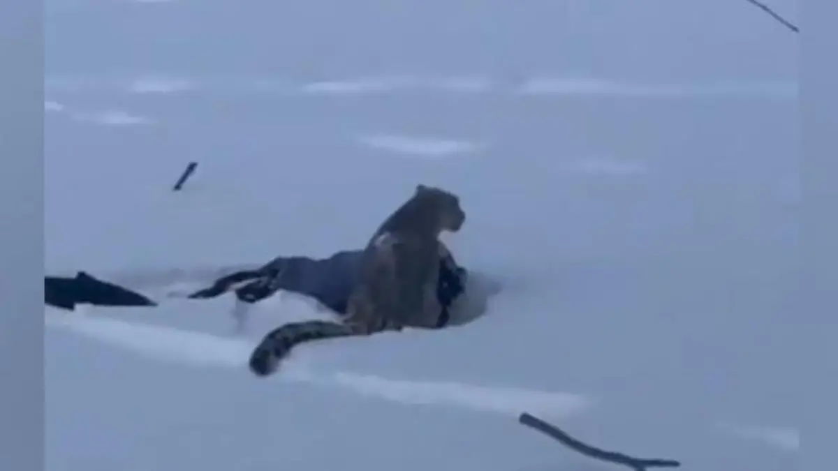 Im Ski-Urlaub! Schneeleopard stürzt sich auf Touristin Lebensgefährliche Verletzungen