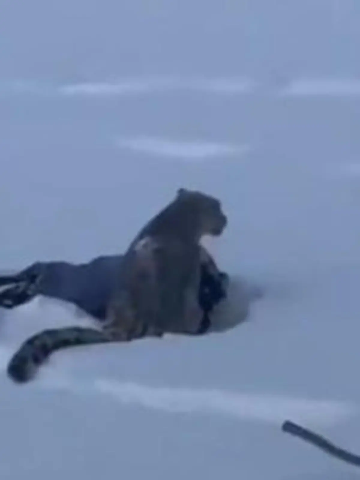 Bild zu: "Im Ski-Urlaub! Schneeleopard stürzt sich auf Touristin"