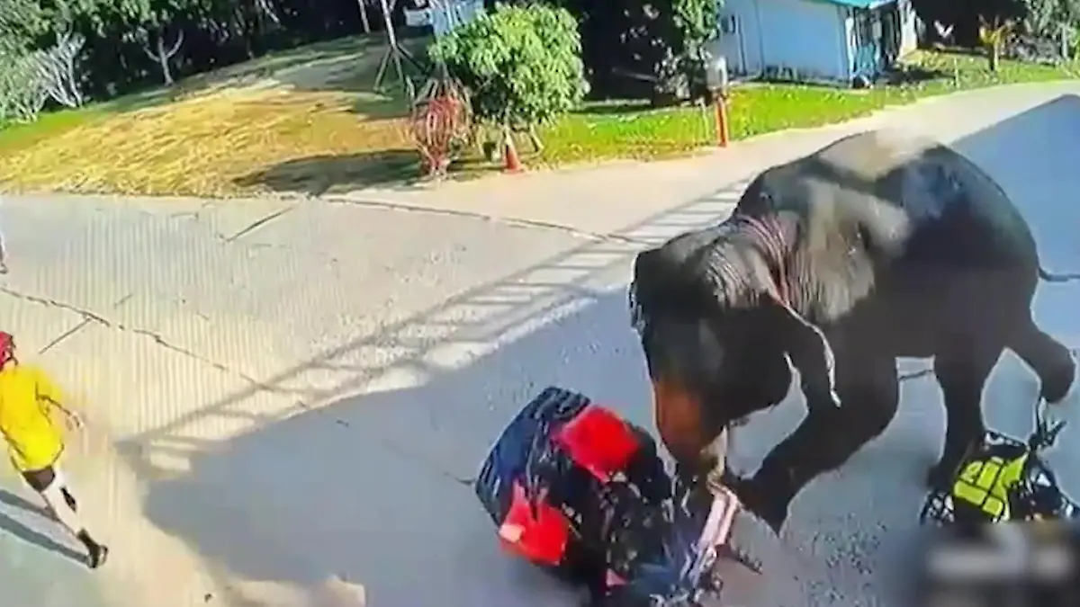 Nach Ausbruch! Wildgewordener Elefant stürmt auf Quadfahrer zu Touristen rennen um ihr Leben