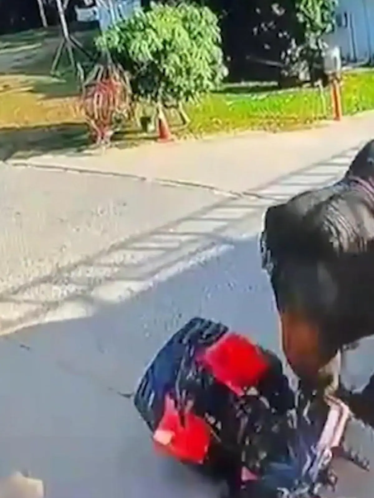 Bild zu: "Nach Ausbruch! Wildgewordener Elefant stürmt auf Quadfahrer zu"