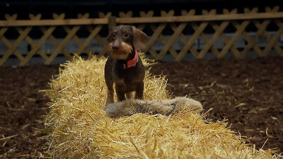 -Jagd-Hund-startet-in-Dortmund