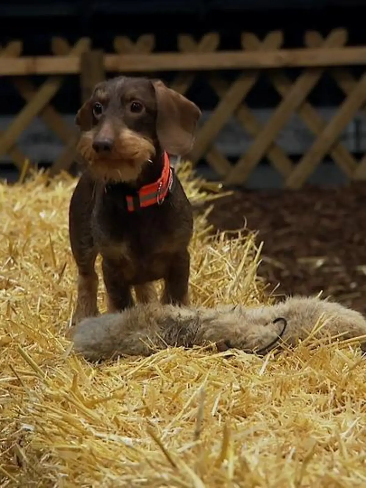 Bild zu: "„Jagd & Hund“ in Dortmund"