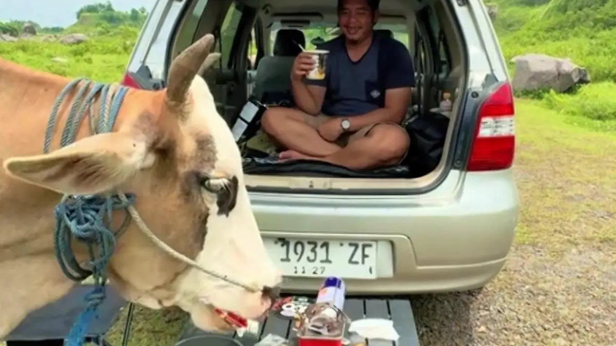 Indonesien-W-hrend-Picknick-Paar-wird-von-verfressener-Kuh-attackiert